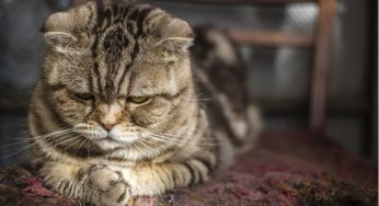 猫咪总是没事找事？它生活中的五大“压力源”，主人却往往不在乎