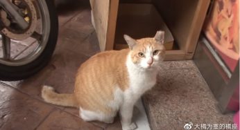 流浪猫一家出车祸，唯独橘猫被男子救下，还懂得配合男子“装死”