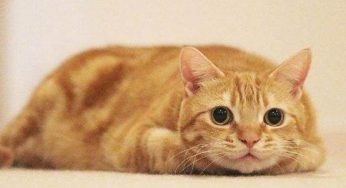 我劝你，养猫千万别养“大橘为重”