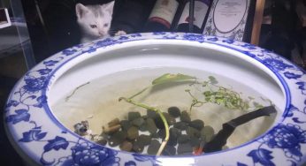 16个鱼缸，连泡菜坛子都用上了！作为女生也是极认真的！