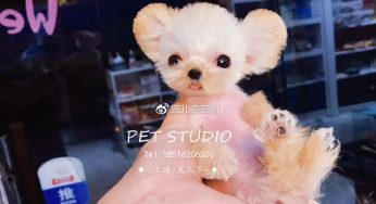 新手养狗必读——大小便问题