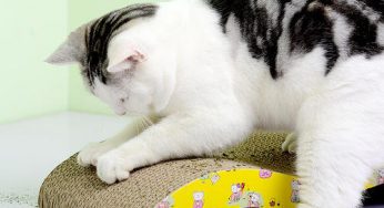 猫咪为什么要到处挠磨爪子？正确引导猫咪磨爪子的方法