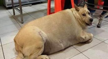狗被养成猪一样胖，被拍到还扭头嬉笑：“我帅吗？”