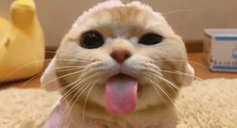 主人的这个部位，最好别让猫咪蹭，因为后果太尴尬！