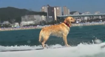 会冲浪的金毛真帅气，成了海边“最靓的仔”，金毛：全都为了主人