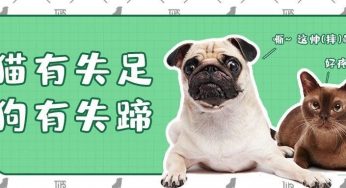 养宠贴士｜猫有失足，狗有失蹄！宠物意外受伤后，你该这样做！