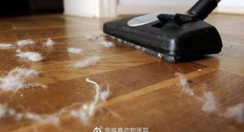 你有被猫毛狗毛逼疯过吗？