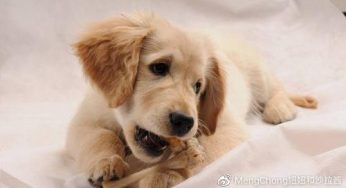 喂狗狗的禁忌，你知道吗？
