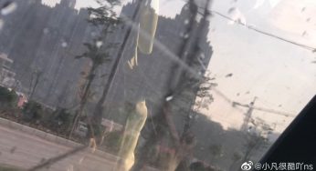 不再养狗