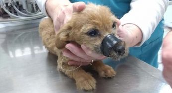 小狗被丢进水沟，胶带缠着嘴，身上满是咬痕，“诱饵犬”不该存在
