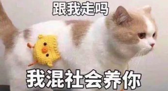 泰国这位网红狗狗已经抢占商机，摆摊卖公仔