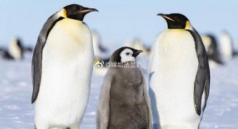 妈妈，我要尿尿！