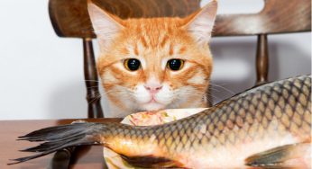养猫一点都不累？每天若遇着这5件事，猫咪开心了，主人却累了