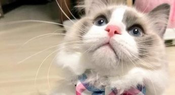 猫咪一整天喵喵喵对着人叫？知道真相铲屎官眼泪掉下来