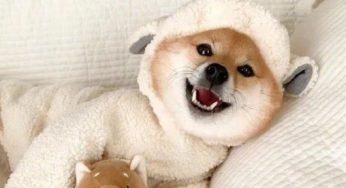 养柴犬的人越来越多，有什么优点值得呢？