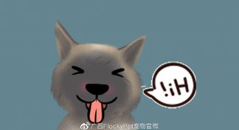 英短蓝狗火了，英短蓝猪你见过吗？