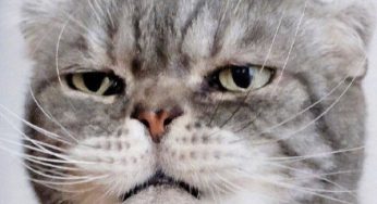猫狗双全家庭的猫狗真的都像网上一样互相舔毛和谐友爱吗？