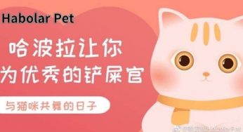 Habolar教你如何挑选一只猫？