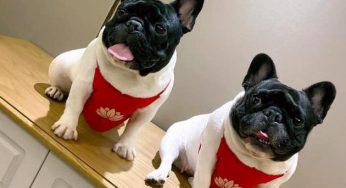 向往优宠读数据，新媒体宠物号如何吸粉？法国斗牛犬热度高吗？
