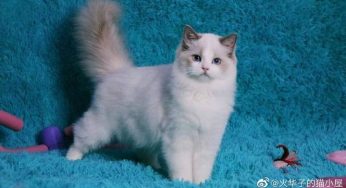 火华子的猫舍起源