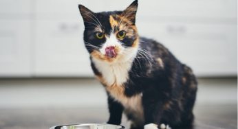 没到饭点就饿了？5种办法掩盖猫咪“饥饿感”，一定要按时喂食！