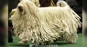 我角落的拖把动了起来？