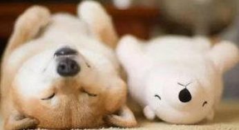 最适合北京 上海 重庆 西安 上班族养的狗狗非柴犬莫属