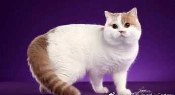 江湖猫舍简介
