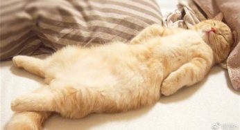 猫咪最爱的是老鼠还是鱼？看完这篇分析，颠覆你对猫的认知
