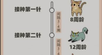 新手养猫咪疫苗指南