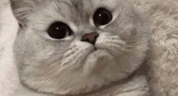 把猫踹下床的后果？猫：怎么哄我你自己好好考虑