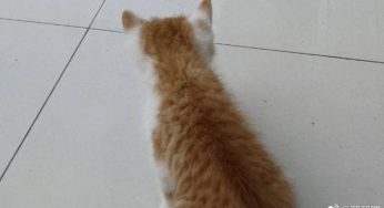 致我最爱的PP