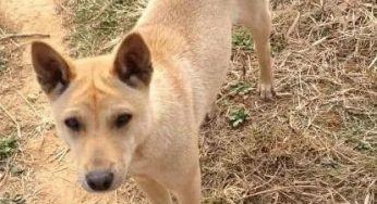 带你认识中国本土犬种，这些狗狗都是我们的宝藏！