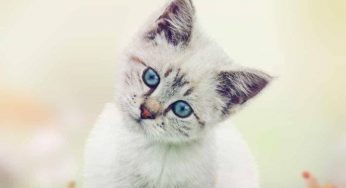可怜的猫咪也有可恨之处