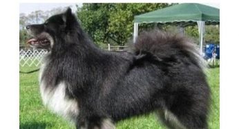 芬兰拉普猎犬 Finnish Lapphund