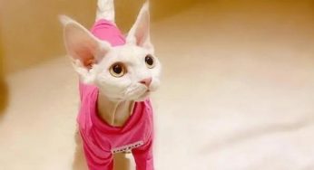 当红明星家养的猫，谁家猫是你的菜呢？