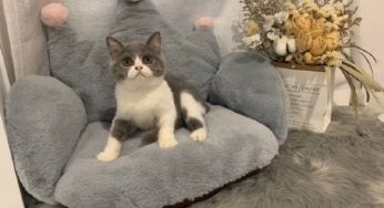 岁月静好 只因有喵—CatoCattery·卡托瑞猫舍