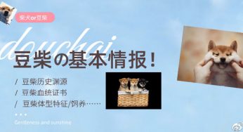 豆柴的基本情报！喜欢豆柴/柴犬的你一定不能错过！
