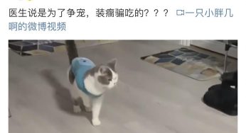 网红猫装瘸，王一博装不瘸，都是好演技