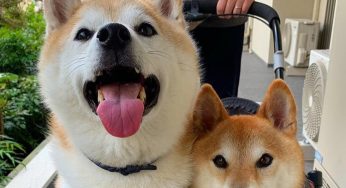 怎么挑选一只健康的柴犬？什么是星期狗？如何辨别？
