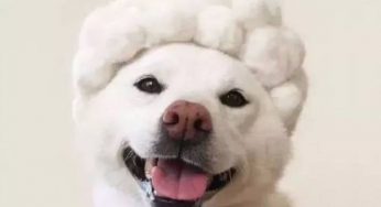 柴犬的颜色怎么选择？黑白赤？还有胡麻色？