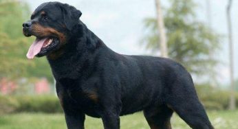 能陪你还能护着你！养这几类犬，家里等于多了一道防盗门