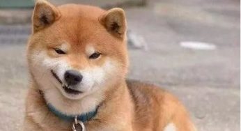 柴犬的颜色选择，赤黑白还是胡麻。