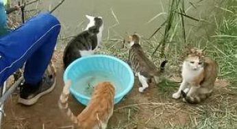 钓鱼时引来一群猫咪围观，男子满脸愁容：给的压力太大了吧