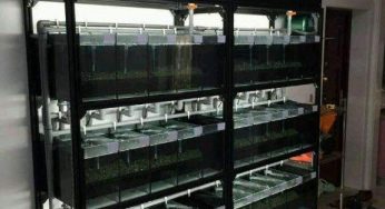 专题解析，养观赏鱼鱼缸如何选？系统鱼缸和单品鱼缸养鱼的区别