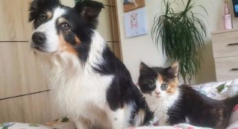 狗失去同伴后抑郁了，见到长得相似的猫后，立马又精神了！