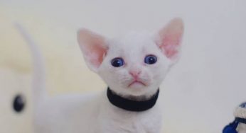 猫咪小的时候很温顺为什么大了就忽然转变爱咬人呢？