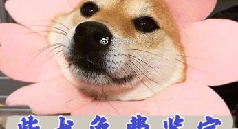 柴犬嘴巴越来越尖是狐柴吗？什么是狐柴？有这个品种吗？