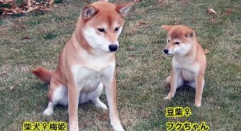 豆柴or小体柴犬有什么不同？超易懂的豆柴小科普