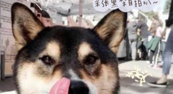 关于黑柴早知道！黑柴入门萌新必看，教你快速解读黑柴~